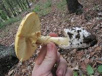 Amanita caesarea image