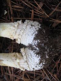 Amanita muscaria image