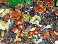 Psilocybe cyanescens image