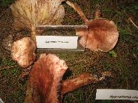 Hygrophorus russula image