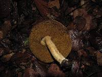 Boletus variipes image