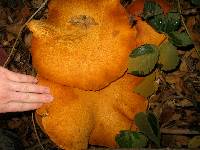 Gymnopilus ventricosus image