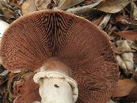 Agaricus xanthodermus image