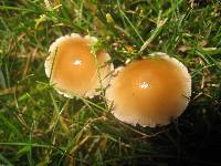 Psathyrella candolleana image