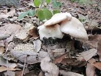 Entoloma niphoides image