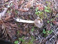 Helvella compressa image