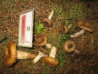 Russula foetens image