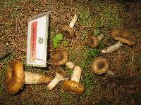 Russula foetens image