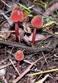 Marasmius plicatulus image