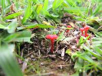 Hygrocybe cantharellus image