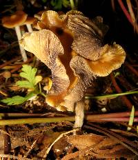 Psilocybe cyanescens image