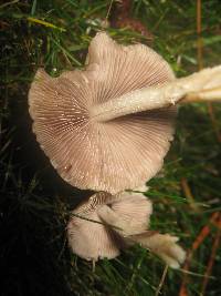 Psathyrella candolleana image