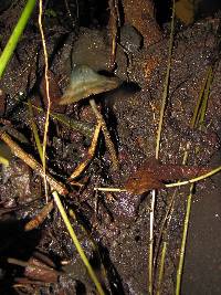 Psilocybe zapotecorum image
