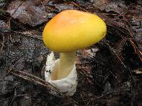 Amanita laurae image