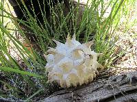 Calvatia sculpta image