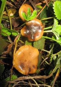 Psilocybe cyanescens image