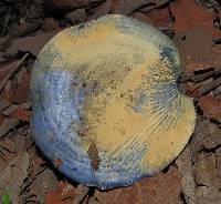 Lactarius indigo image