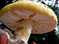 Amanita calyptroderma image