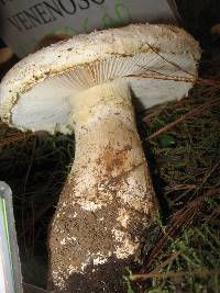 Amanita chlorinosma image