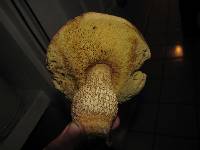 Leccinum rugosiceps image