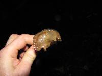 Psilocybe zapotecorum image