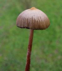 Psilocybe mexicana image