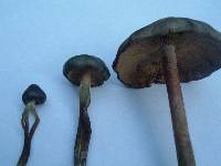 Psilocybe caerulescens image