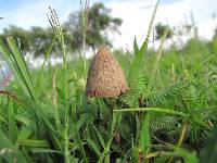 Psilocybe mexicana image