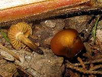 Psilocybe cyanescens image