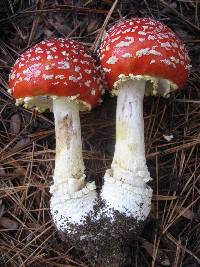 Amanita muscaria image