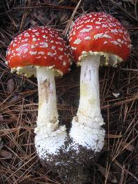 Amanita muscaria subsp. flavivolvata image