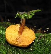 Gymnopilus subpurpuratus image