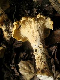 Cantharellus californicus image