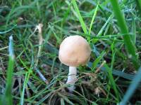 Marasmius oreades image