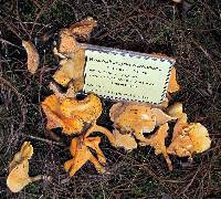 Hygrophoropsis aurantiaca image