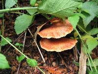 Gymnopilus luteofolius image