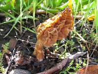 Morchella rufobrunnea image