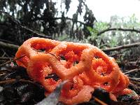 Clathrus ruber image