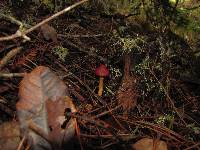 Cortinarius smithii image