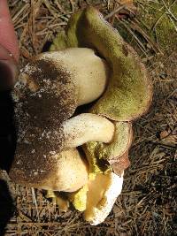 Boletus rex-veris image