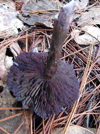 Cortinarius violaceus image