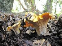 Cantharellus californicus image