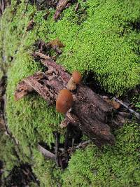 Galerina marginata image