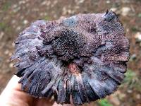 Cortinarius violaceus image