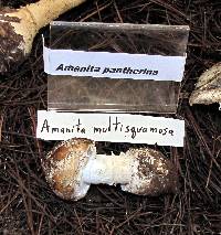 Amanita pantherina image
