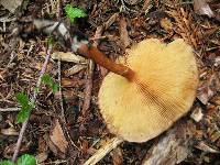 Gymnopilus luteofolius image