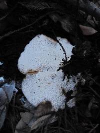 Polyporus tuberaster image