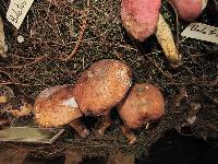 Boletus projectellus image