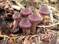 Gymnopilus luteofolius image