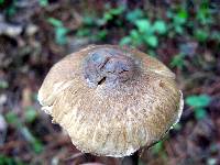 Inocybe corydalina image